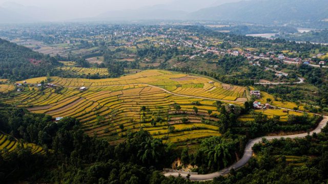 Rice terraces in Lumbini Province, Nepal
