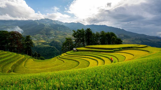 Terraced rice fields in the mountains of Nepal